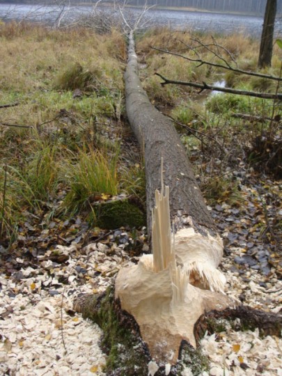 Bild 23 von 35  -  33 kB